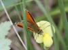74634 – Photo : alain Roujas – France (31)