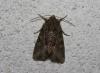 74881 – Photo : alain Roujas – France (31)