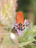 74026 – Photo : JP Durand – France (78)