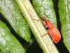 74541 – Photo : patrick derennes – France (44)