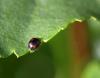 74377 – Photo : patrick derennes – France (77)