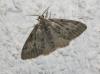 74829 – Photo : alain Roujas – France (31)