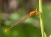 74300 – Photo : patrick derennes – France (77)