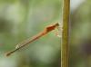 74301 – Photo : patrick derennes – France (77)
