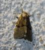 74924 – Photo : alain Roujas – France (31)