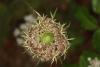 74973 – Photo : eudemis – France (33)