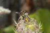 74976 – Photo : eudemis – France (33)