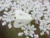74392 – Photo : Johannic – France (72)