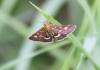 74446 – Photo : Johannic – France (72)