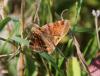 74560 – Photo : Johannic – France (72)