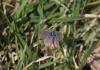 74505 – Photo : Johannic – France (72)
