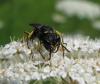 74626 – Photo : Elisabeth A. Harris – Royaume-Uni