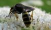 74331 – Photo : Elisabeth A. Harris – Royaume-Uni