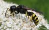 74332 – Photo : Elisabeth A. Harris – Royaume-Uni