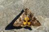 74509 – Photo : Bernard DELEFOSSE – France (26)