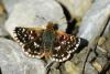 74508 – Photo : Bernard DELEFOSSE – France (26)