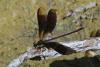 74764 – Photo : Bernard DELEFOSSE – France (26)