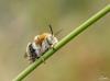 74231 – Photo : Didier BUREL – France (42)