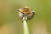 74427 – Photo : Didier BUREL – France (42)