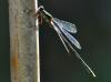 74663 – Photo : Jean-Claude Jamoulle – France (06)