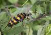 74068 – Photo : Noushka – France (31)