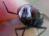 Lucilia sp.