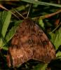 74842 – Photo : Pelouard – France (72)