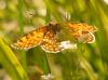 74800 – Photo : Guillaume Chorgnon – France (42)