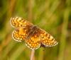 74801 – Photo : Guillaume Chorgnon – France (42)