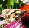 74946 – Photo : Serge ZILAVY – France (00)