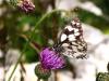 74353 – Photo : CUCHET Gerard – France (01)
