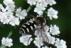 74107 – Photo : Jean Maurette – France (09)