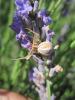 74622 – Photo : Jean-Claude CHERVIN – France (26)