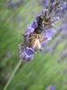 74616 – Photo : Jean-Claude CHERVIN – France (26)