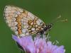 74270 – Photo : CUCHET Gerard – France (38)