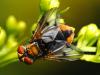 74027 – Photo : CUCHET Gerard – France (38)