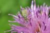 74675 – Photo : Roeland Libeer – Belgique