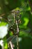 74387 – Photo : Bernard DELEFOSSE – France (26)