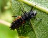 74959 – Photo : Eric Picollet – France (73)