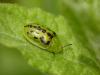 74077 – Photo : camlepinay – France (61)