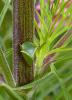 74648 – Photo : Jean-Pierre Viallard – France (28)