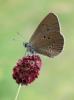 74247 – Photo : Guillaume D – France (74)