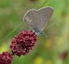 74245 – Photo : Guillaume D – France (74)