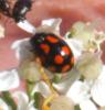 74334 – Photo : David Guedon – France (76)