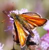 74868 – Photo : David Guedon – France (76)