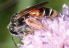 74970 – Photo : David Guedon – France (76)