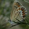 74364 – Photo : Pelouard – France (06)