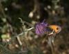 74049 – Photo : Michel Renou – France (13)