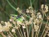 74845 – Photo : gauthier – France (26)