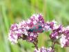 74484 – Photo : Remy GENTNER – France (67)